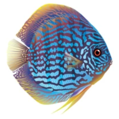 webdiscus