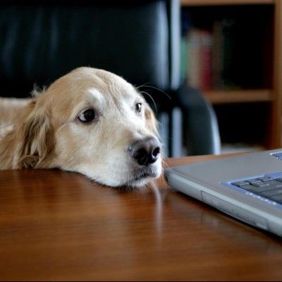 coderpuppy