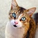 East Lake Cat Care Center