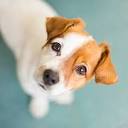 East Lake Pet Orphanage