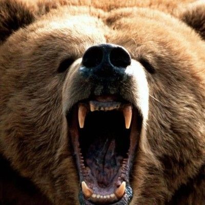 grumpybear57