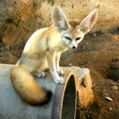 sandfox