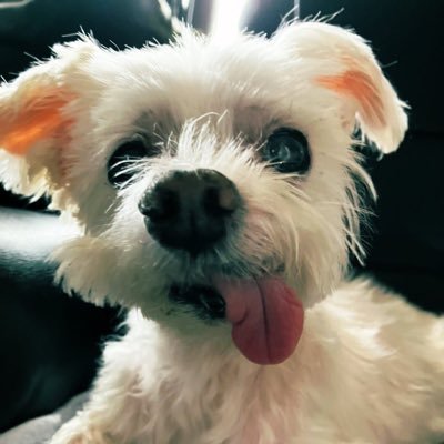 柔らか仕上げのフクダウニー