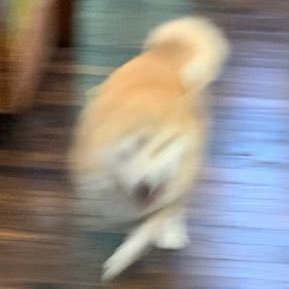 唯🐕🐾