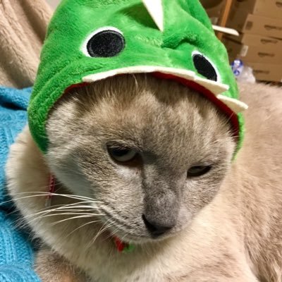 ステ猫18匹🇯🇵