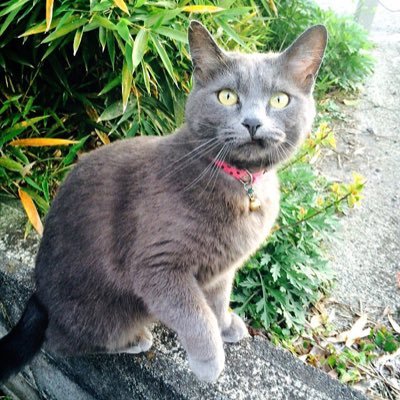 しまあじ@風燕伝