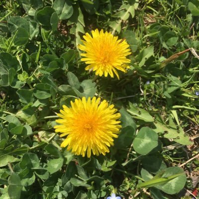 カニアシとカイアシ