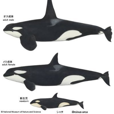 あのホライゾン