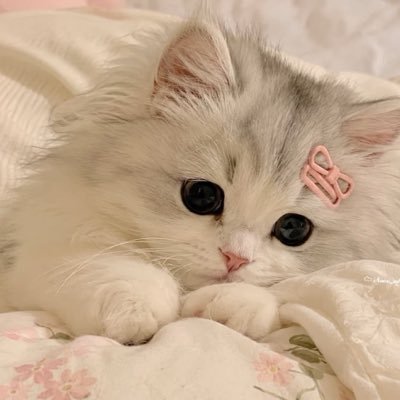 ℰ♡