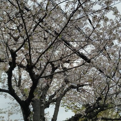 樹
