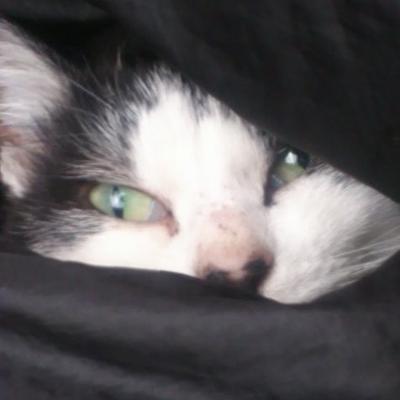 ストラバイト／インボイス制度はいらん／卸売市場制度は公平公正を保つためのもの