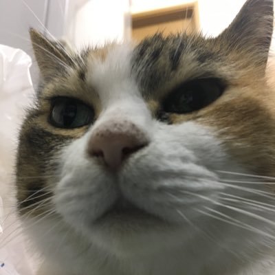 音太郎@忘れ去られた底辺の情報墓場