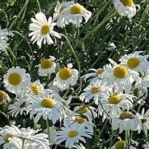 🕊️
