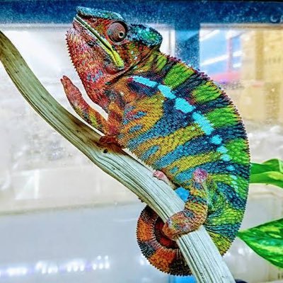 🌻ひまわり🌻