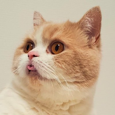 まねほ 어디서나 당당하게 걷기～🎵