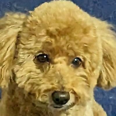 トリポリウマカ