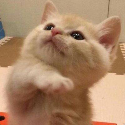 𐔌՞⁔•͈ ·̫ •͈⁔՞𐦯