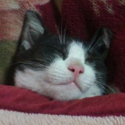 😺にゃんたろさん