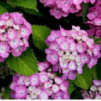 紫陽花ajisai🐱🌻✨