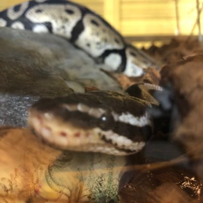 あきにうむ🐍