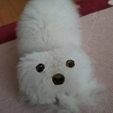 れでぃしゃん
