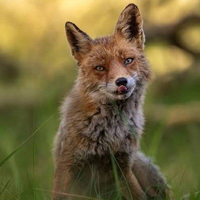 FOX 🦊