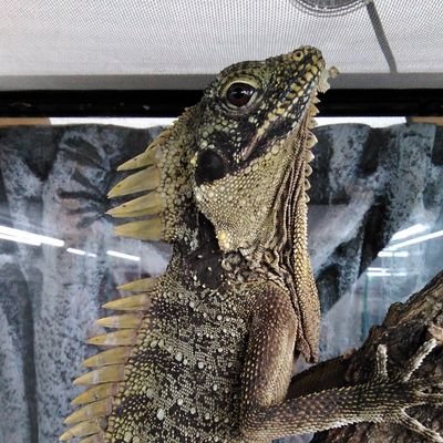 爬虫類ショップアンテナ【小倉店】