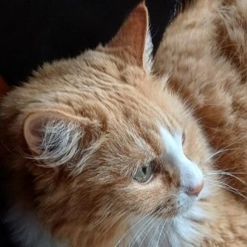 YuzuMilkNZ❤️🐱⛸