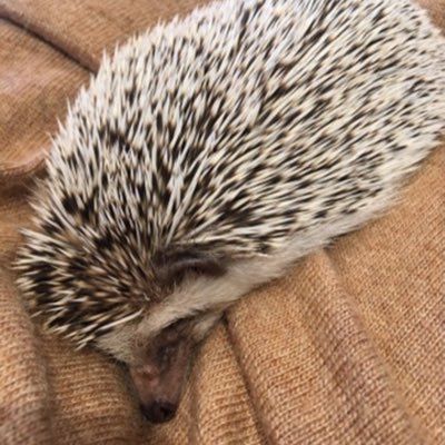 ここの🌹🍯🐝´-🫑💋🐻‍🍓