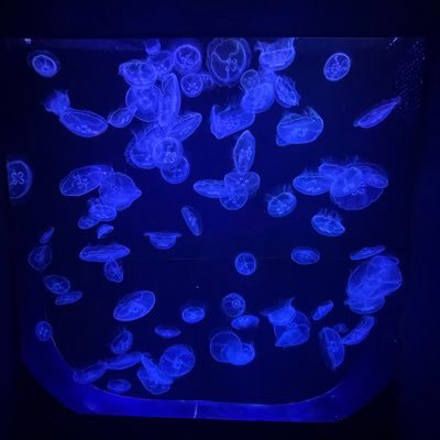 ᗅᖇᗅᖿᗅᔑᕼᓵᖾᓵ