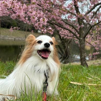 下手くそですみません🔰