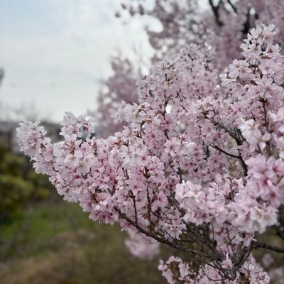 🍒ろん