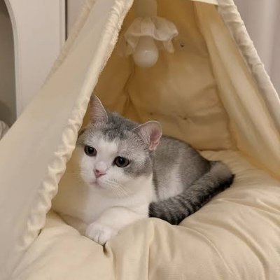 CatDailyLife 🐱