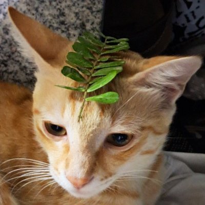 Cheetah / チーター