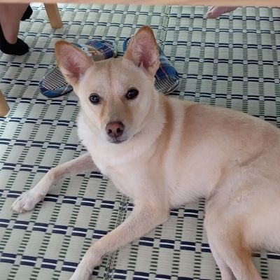 元保護犬ミク🐶とみく姉さん @Crusher_ChaCha