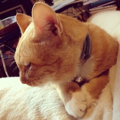 直子@兼好師匠ファン