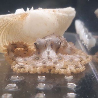 学校丸(ガコマγ)