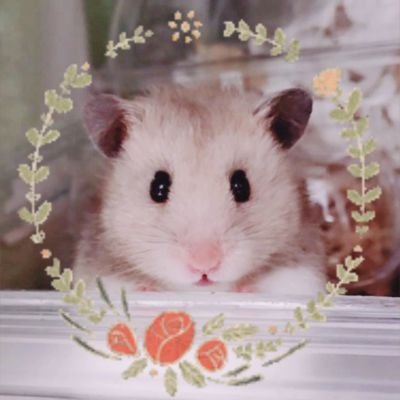 ふねハム🐹