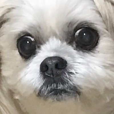 菜聖/ふわふわのとろとろの犬