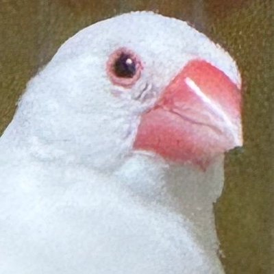 馬場文鳥八六