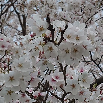 れもねーどはるき