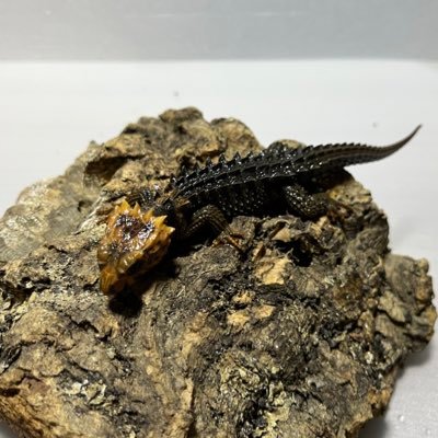 HIDE 守宮研究所