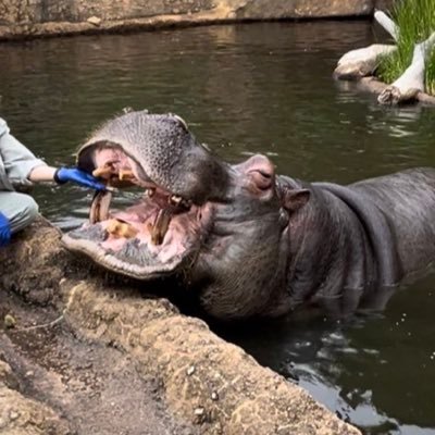 カバ☺︎_🕚_2人目治療中