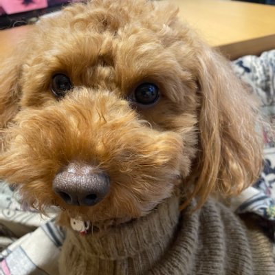 hh-11 政権交代 頑張れ 辻元 田村 福島 山本 大石 櫛淵さん