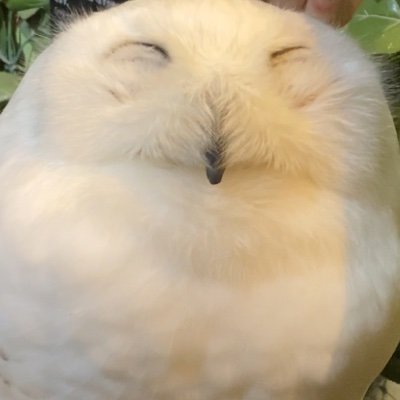 おふゆ（マダミスのすがた）