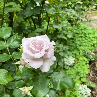 バー薔薇ショップ天国