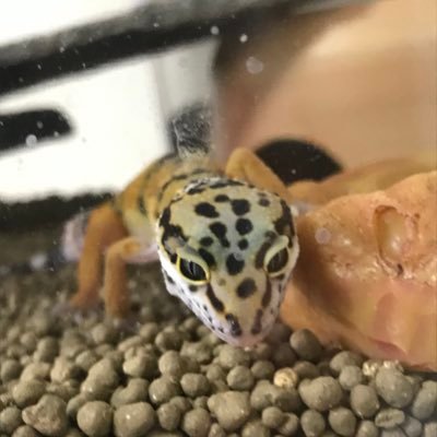 じん@Herptile Labyrinth