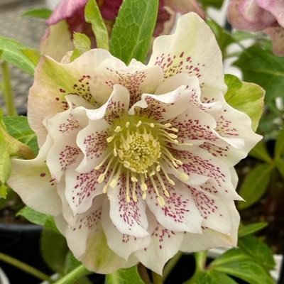 💐𝚒𝚝𝚘𝚖𝚎🌿