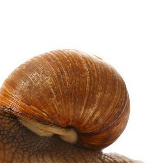 Snail🔥🔥🔥