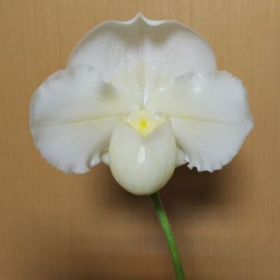 kazu.paph.love